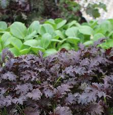 Most summer crops can be gathered in, with tomatoes, peppers, sweet corn, and squash reaching their peak. Planting Some Veggies And Herbs Now In Late Summer Just Makes Sense