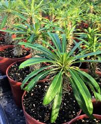 Image result for Pachycarpus eximius