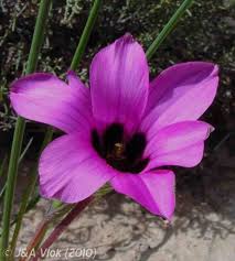 Image result for Romulea camerooniana