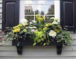 Amazing Window Box With Yellow Flowers Yellow Calla Lilies Hydrangeas Sweet Potato Vine Yellow And Whi Window Box Flowers Window Planter Boxes Window Planters