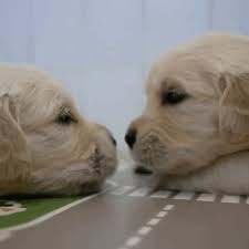 Maybe you would like to learn more about one of these? 210 Times Golden Retriever Puppies Were The Purest Thing In The World Bored Panda