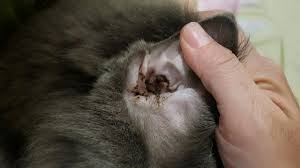 猫 耳 ダニ 画像