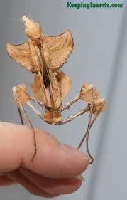 It is one of the largest species of praying mantises, and is possibly the largest that mimics flowers en.wikipedia.org Devils Flower Mantis Idolomantis Diabolica Keeping Insects