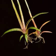 Image result for Eriocaulon buchananii