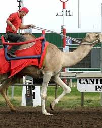 The international camel & ostrich races first took place here 60 years ago this september and the international camel & ostrich races take place at the virginia city arena and fairgrounds # media: The Ostriches Are Back At Canterbury Park Mpr News