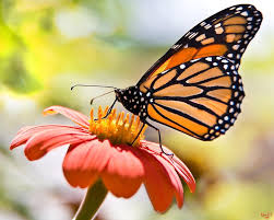 Monarch Butterfly By Chris Lord Monarch Butterfly Monarch Butterfly Migration Monarch Butterfly Tattoo