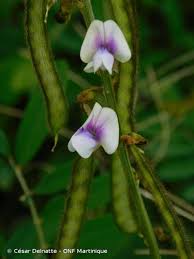 Image result for Tephrosia noctiflora