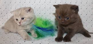 British Short Hair Kittens 5 Weeks Kittens Short Hair Styles Cutie