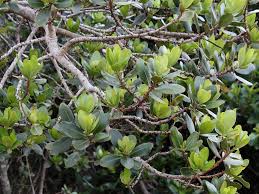 Image result for Myrsine