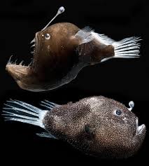 Grenadiers, better known as rattail fish, live deep in the arctic and antarctic ocean waters. Glowing Bacteria On Deep Sea Fish Shed Light On Evolution Third Type Of Symbiosis