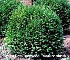 Boxwood Green Gem Size 1