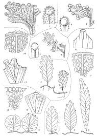 Image result for Hymenophyllum splendidum