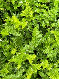 Image result for Cheilanthes