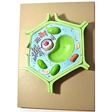 Finally, plant cells have cell walls, while animal cells do not. Amazon Com Eisco Labs Bm0114 Plant Cell Model Toys Games