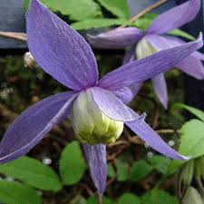 We did not find results for: Clematis Alpina Seeds Alpine Clematis Plant World Seeds