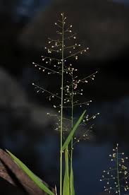 Image result for Coelachne africana