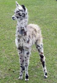 Baby Llama Named Dakota At Figmentranch Com Cute Animals Animals Beautiful Cute Baby Animals