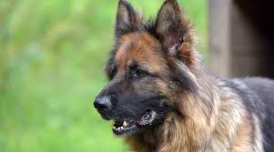 I have some solid black , black and tan, and some black and location: German Shepherd Labrador Mix Sheprador Puppies Prices More