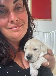 Bellawai Dogs NZ Golden Retriever, Retrodoodle, Golden Shepherds NZ