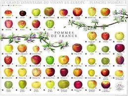 Apple Varieties Apple Varieties Apple Types Nature Posters