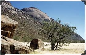 Image result for Danthoniopsis dinteri