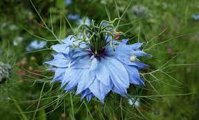 The seeds germinate in 2 weeks at room temperature. All You Need To Know About The Nigella Flower Pansy Maiden