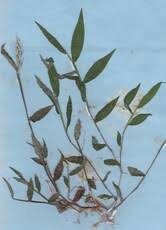 Image result for Eriosema psoraleoides