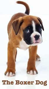 Every fur parent wants to assure that their little pup is growing and weighing just right. Boxer Dog Breed Information Center A Complete Guide