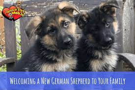 Have one of your own you'd like to share? Welcoming A New German Shepherd To Your Family Aussie Pet Mobile Soco Maine