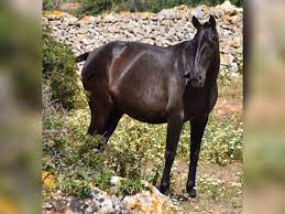 Andalusian Mare 5 years 15,2 hh Black in Menorca