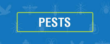 Whether you're dealing with roaches or rodents, count on their residential pest control experts to offer complete pest control services in a dependable and timely manner. Central West Pest Ex Pest Control Cowra Yellow Pages