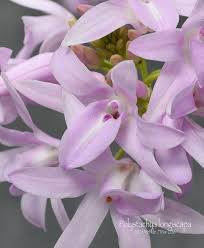 Image result for Polystachya melanantha