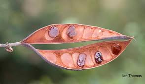 Image result for Lasiodiscus pervillei