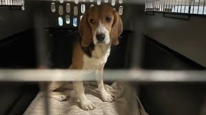 Beagles from research & testing facility arrive at Green Bay shelter for foster placements