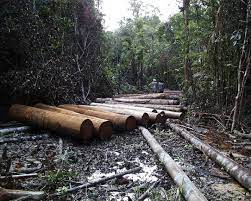 We did not find results for: 3 Cara Untuk Mengatasi Deforestasi Hutan Tropis Hingga 2020 Wri Indonesia