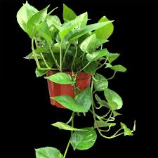 Make sure to properly wash the plant before hand and also repot with organic potting soil without fertilizers. Chameleon Cage Plants Chameleon Academy
