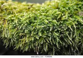 Image result for peat moss