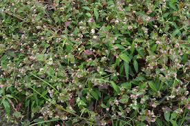 Image result for Persicaria nepalensis