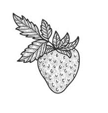 Fragaria × ananassa) is a widely grown hybrid species of the genus fragaria, collectively known as the strawberries. Strawberry Plant Sketch Vector Images Over 1 600
