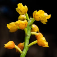 Image result for Microcoelia physophora