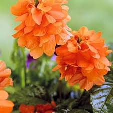 Image result for Crossandra mucronata