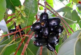 See more of jamun on facebook. Jamun Great For Health And Good Looks Too Deccan Herald