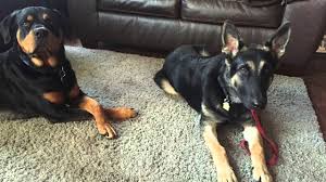 German shepherd puppies available for a new german shepherd puppies available for a new home shipping available all over the usa serious contact only at 720 663 8237. 6 Mo Old German Shepard Severe Mouthing Biting Rehab Youtube