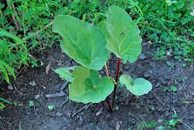 January 29 · garden expansion, betsy putting up fence to keep the critters out. How To Plant Bare Root Rhubarb Stark Bro S