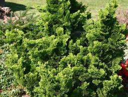 Zwerg Muschel Zypresse Nana Gracilis Immergrune Pflanzen Muschelzypresse Pflanzen