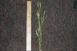 Image result for Andropogon gayanus