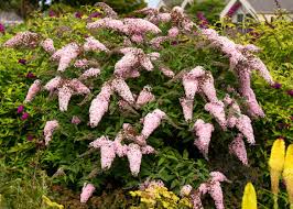 Image result for Buddleja davidii