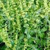 Nettle tea is an infusion or decoction, depending on how you prepare it. Https Encrypted Tbn0 Gstatic Com Images Q Tbn And9gctnussisw5kisprzhjrqh5ixzhe4uwy7kw Y8flruxumiftd1d9 Usqp Cau