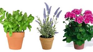 Da sempre lavoriamo per lo sviluppo del verde e per diffondere l'uso ornamentale delle piante graminacee e perenni, la messa in coltura di siepi e bordure, la cultura del. Cura Della Pianta Aptenia Cordifolia Rugiada O Gelo Il Giardino Commestible