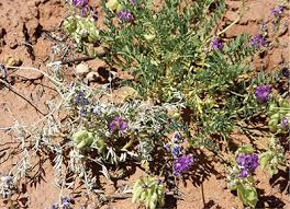 Lamium amplexicaule or henbit if you gotta have a weed this is a cool plant. Nmsu Locoweed Poisoning Of Horses